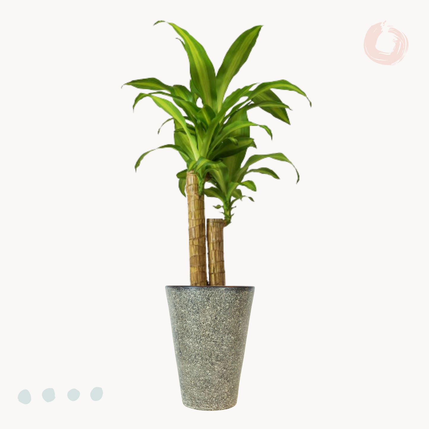 Δράκαινα Fragrans