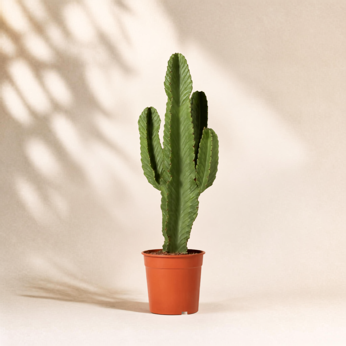 Κάκτος Euphorbia Ingens