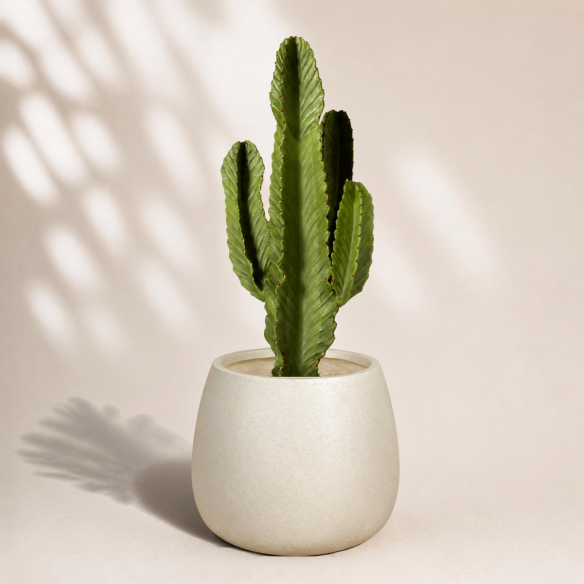 Κάκτος Euphorbia Ingens
