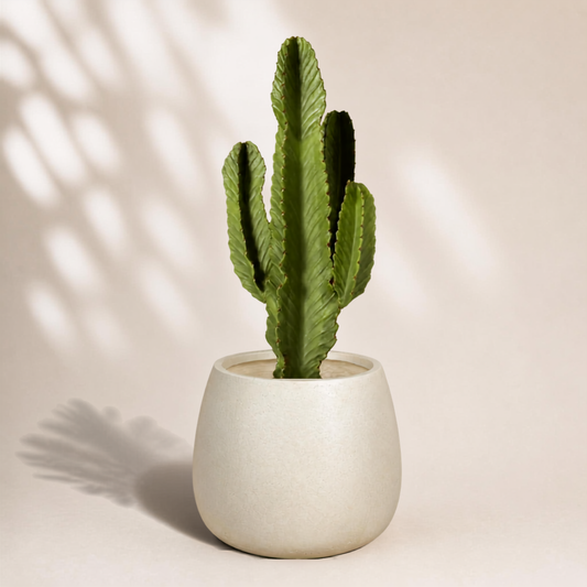 Κάκτος Euphorbia Ingens