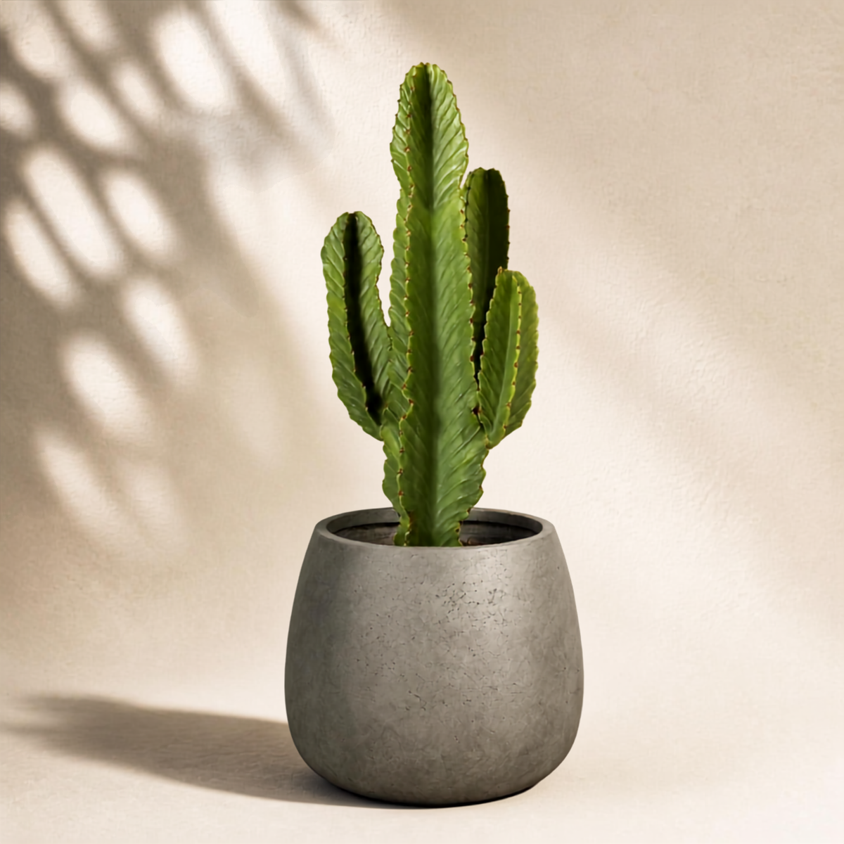Κάκτος Euphorbia Ingens