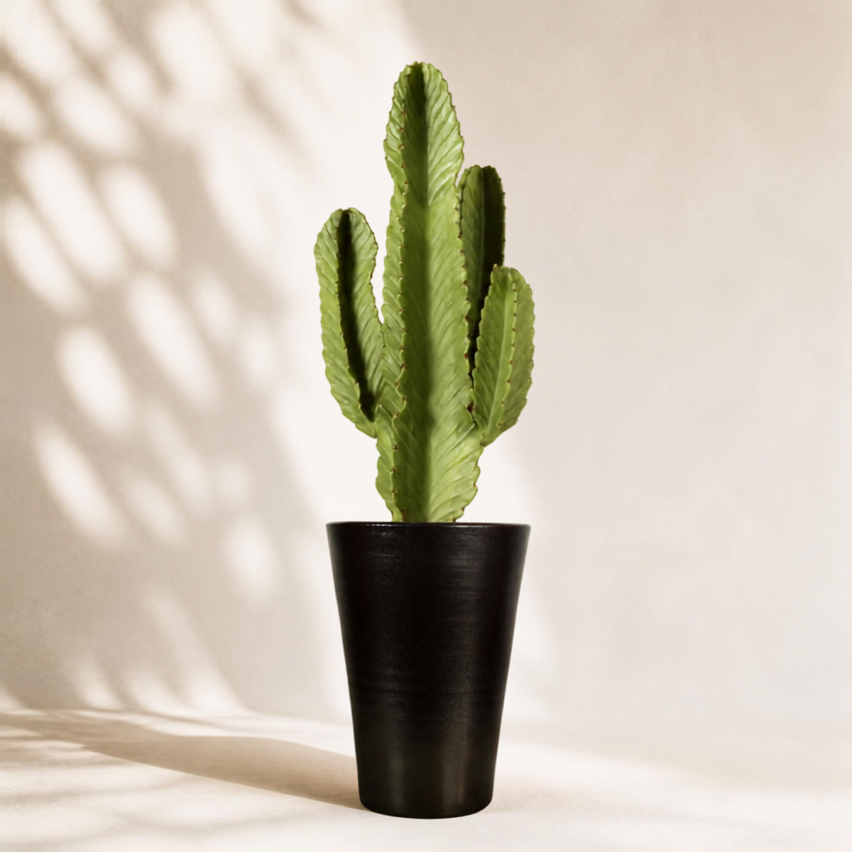 Κάκτος Euphorbia Ingens