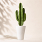 Κάκτος Euphorbia Ingens