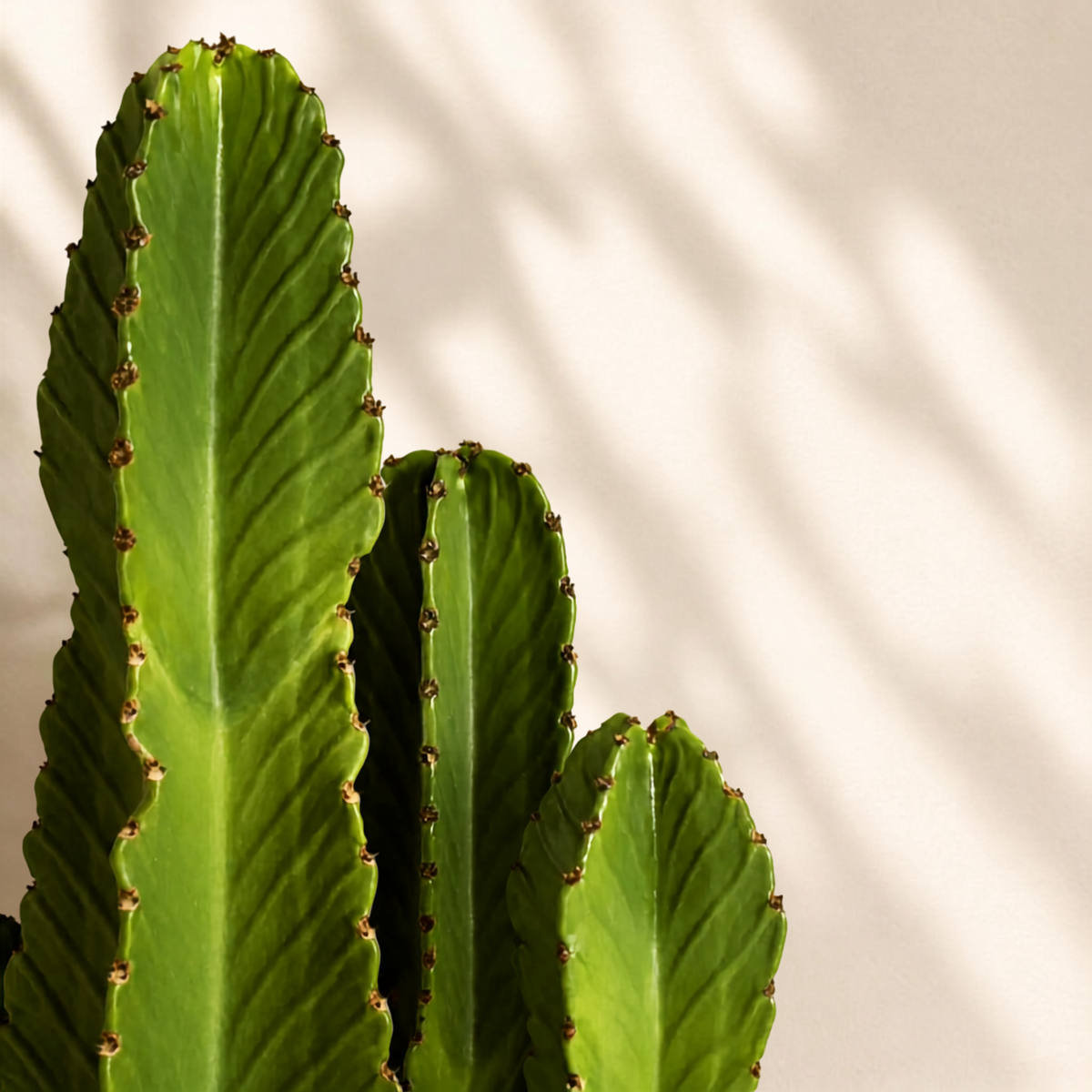 Κάκτος Euphorbia Ingens