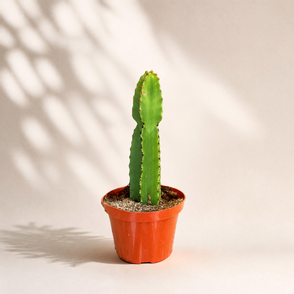 Κάκτος Euphorbia Ingens