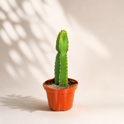 Κάκτος Euphorbia Ingens