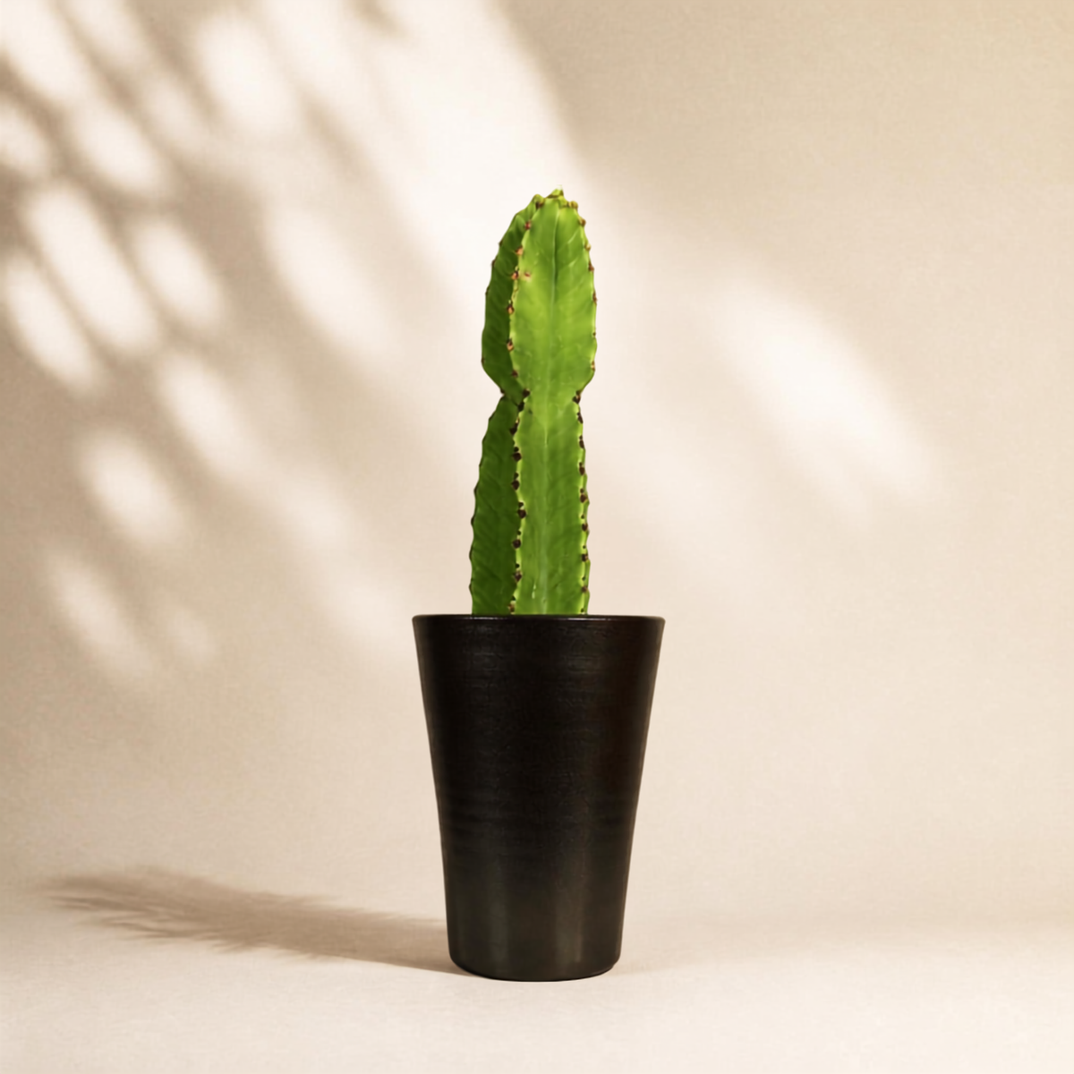 Κάκτος Euphorbia Ingens