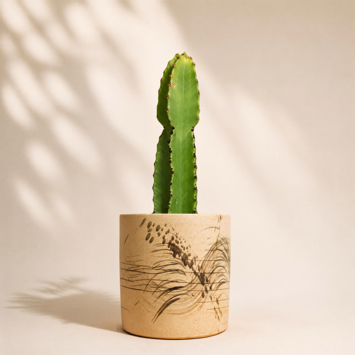 Κάκτος Euphorbia Ingens