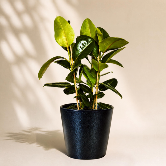 Φίκος Elastica Robusta