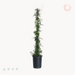 giasemi happyplants