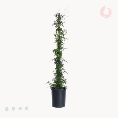 giasemi happyplants
