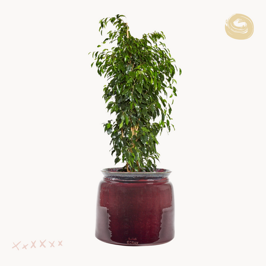 Φίκος Μπέντζαμιν