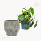 Πιλέα Peperomioides