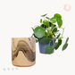 Πιλέα Peperomioides
