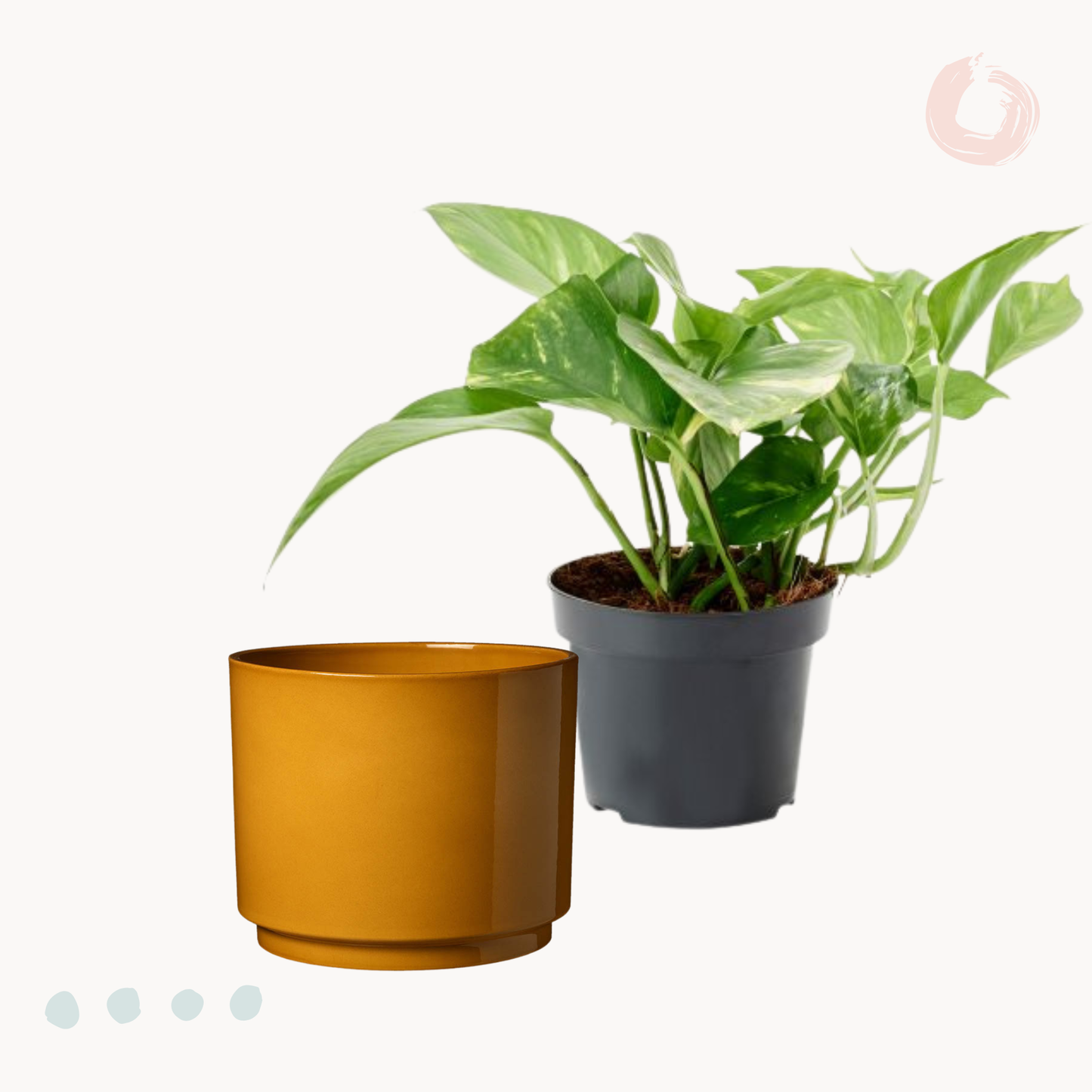 Golden Πόθος E. Aureum