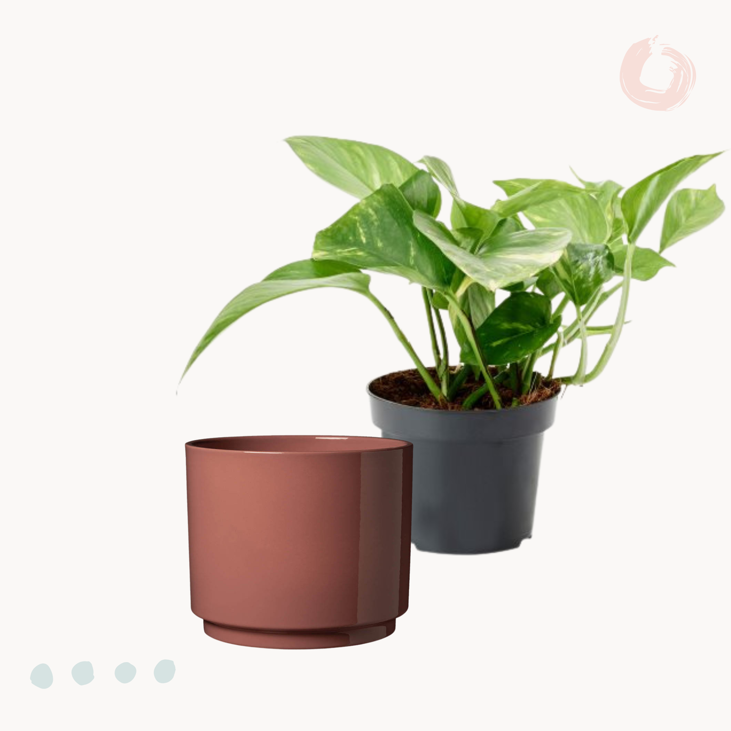 Golden Πόθος E. Aureum