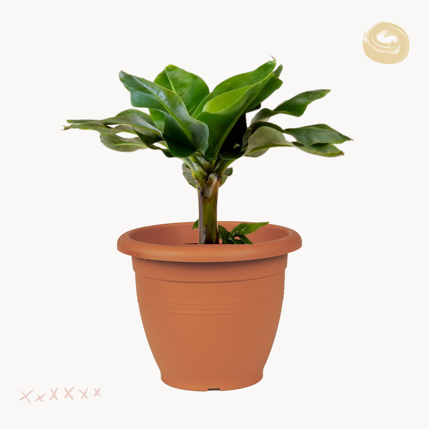 Μπανανιά Dwarf Cavendish