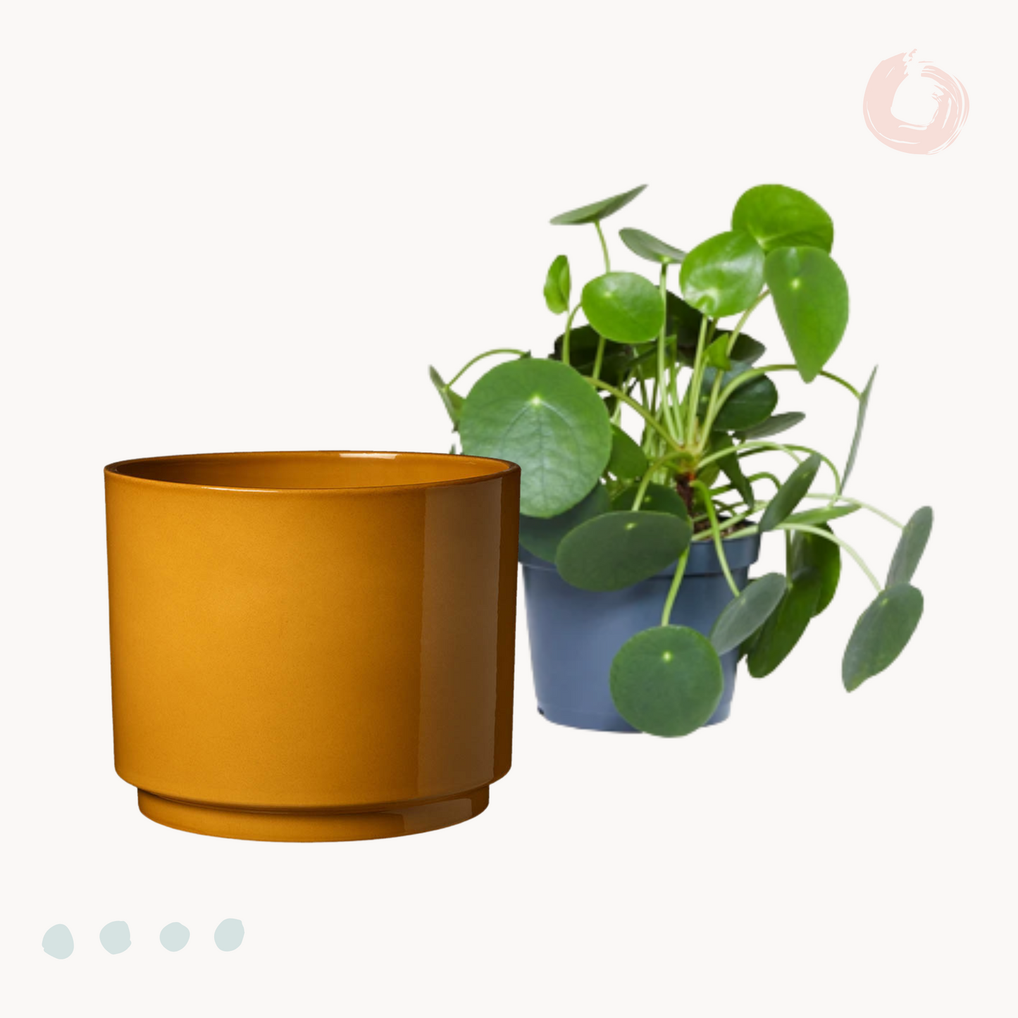 Πιλέα Peperomioides