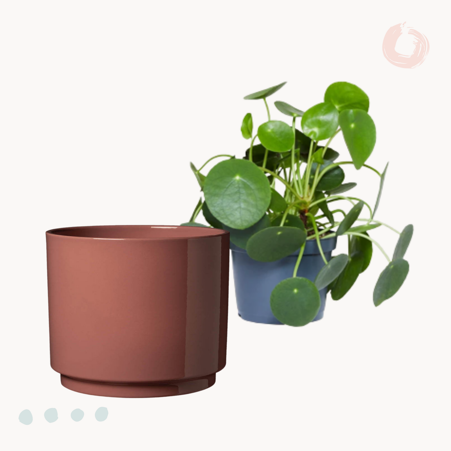 Πιλέα Peperomioides