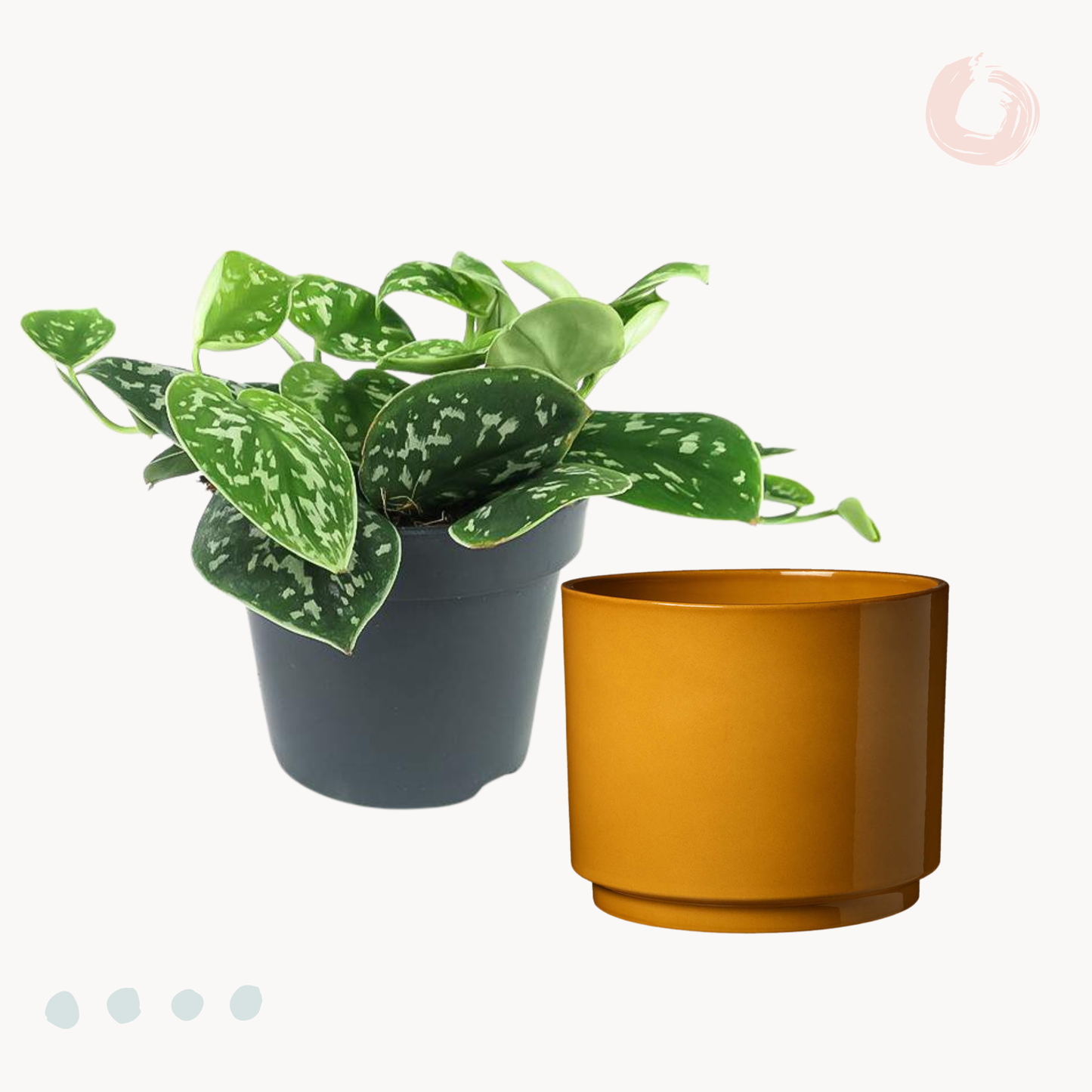 Πόθος Scindapsus Pictus ‘Satin’