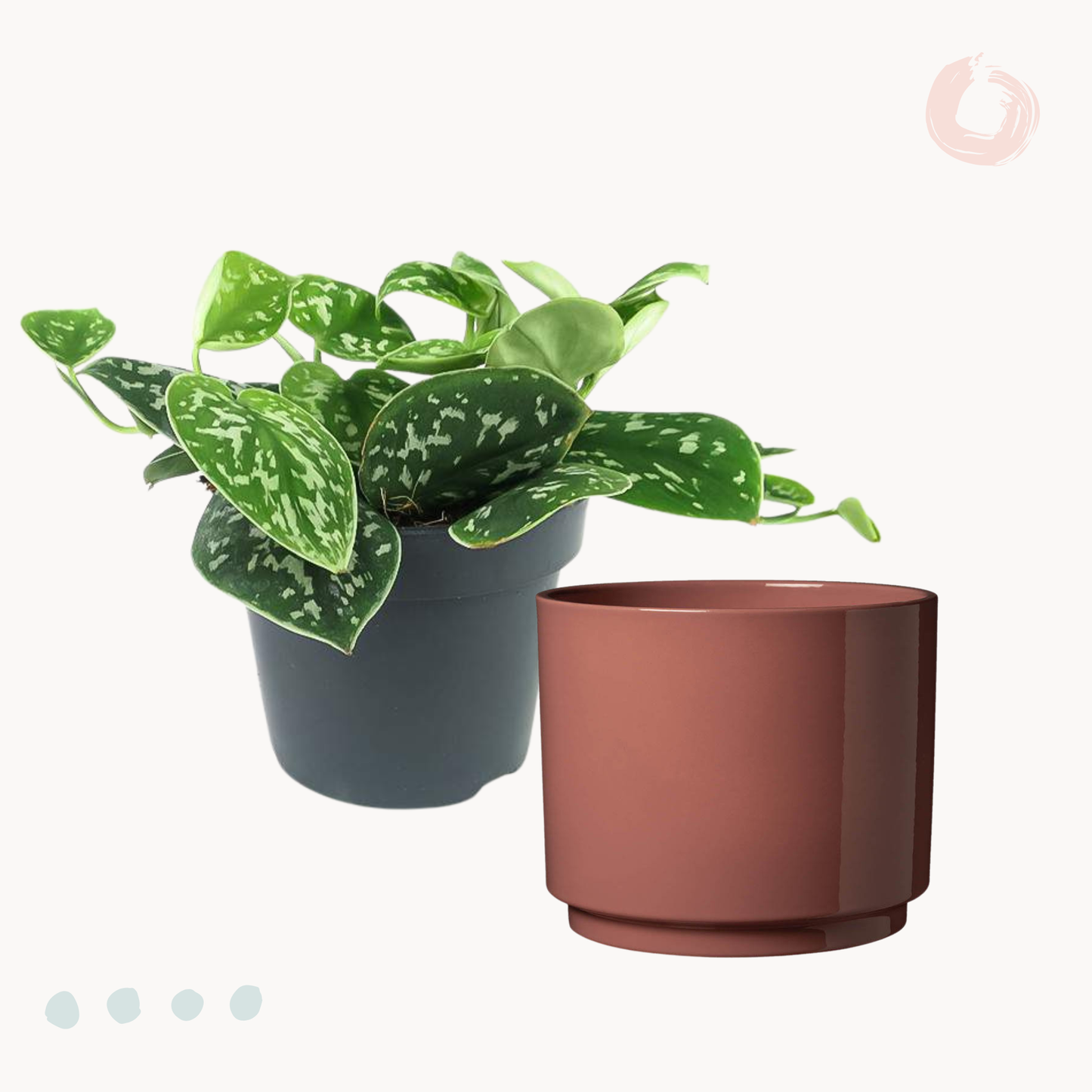 Πόθος Scindapsus Pictus ‘Satin’