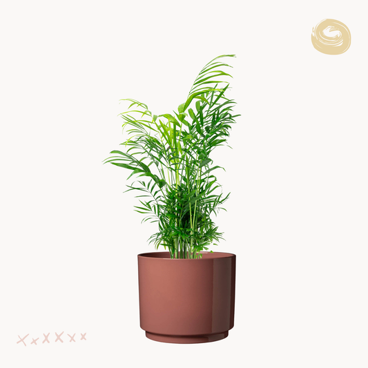 Χαμαιδωρέα