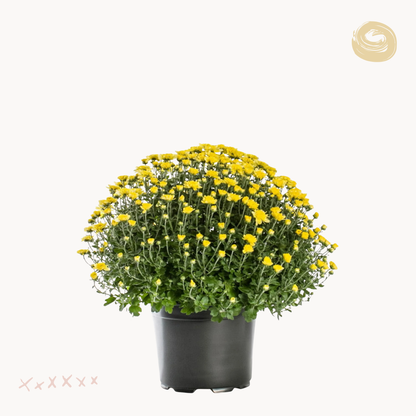 Χρυσάνθεμο