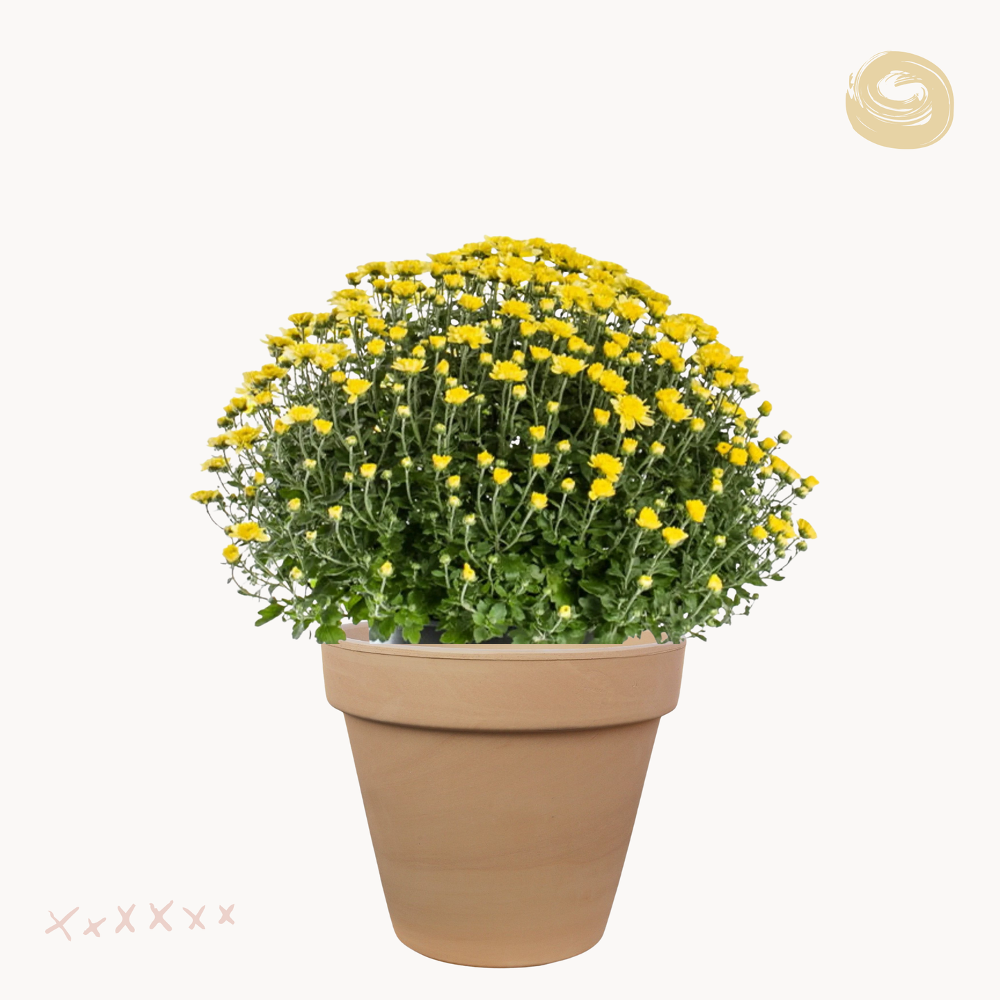 Χρυσάνθεμο