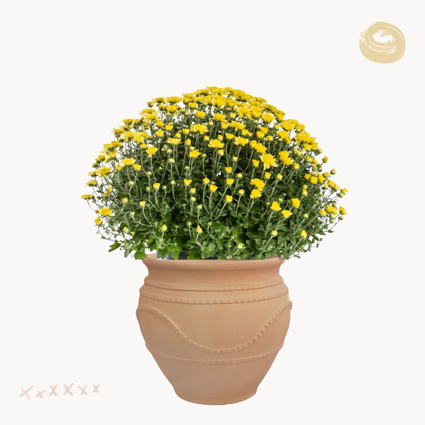 Χρυσάνθεμο