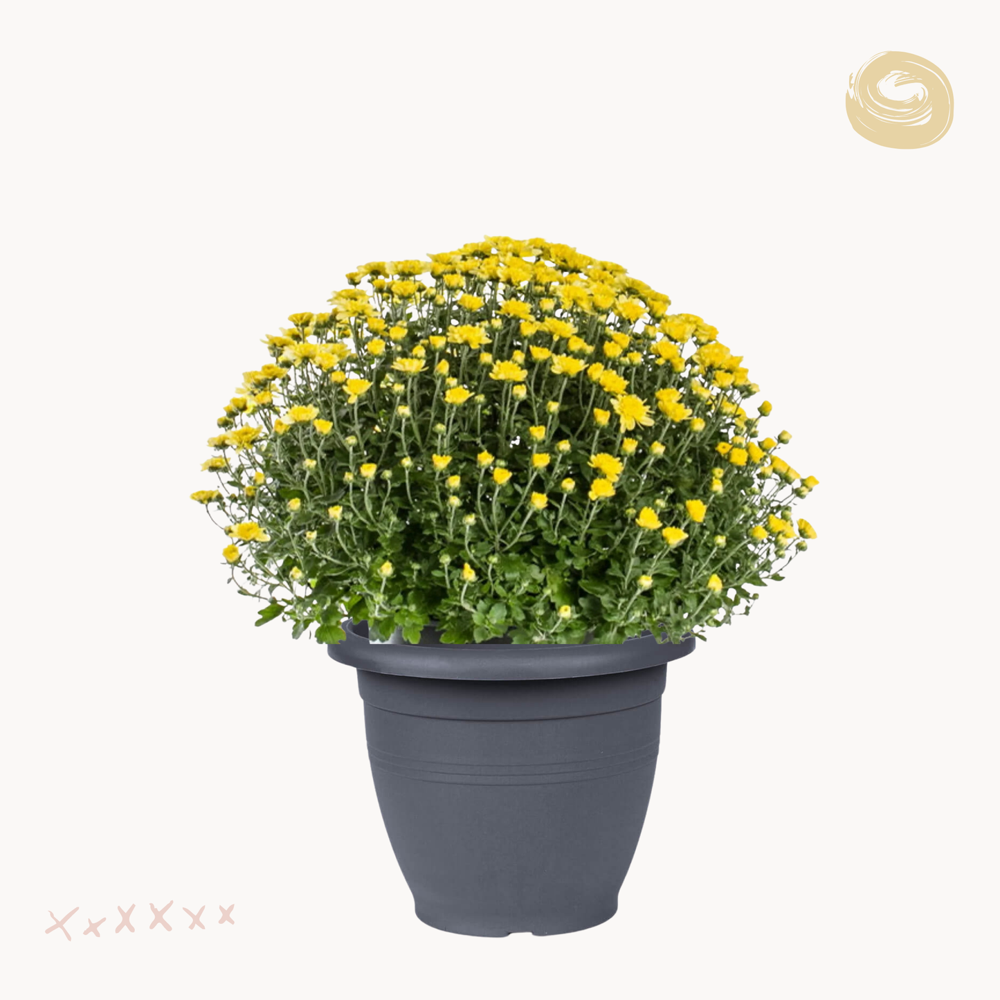 Χρυσάνθεμο