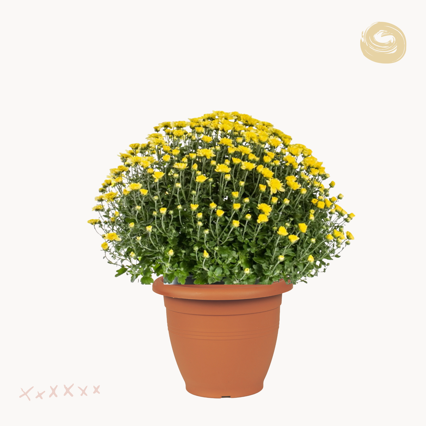 Χρυσάνθεμο