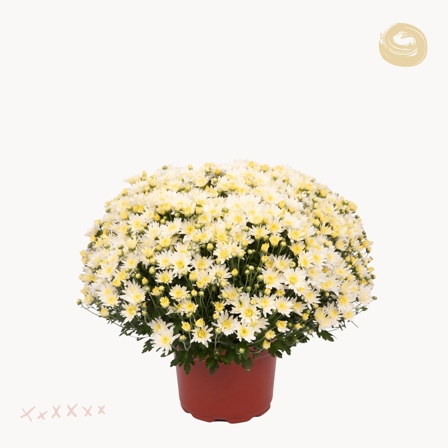 Χρυσάνθεμο