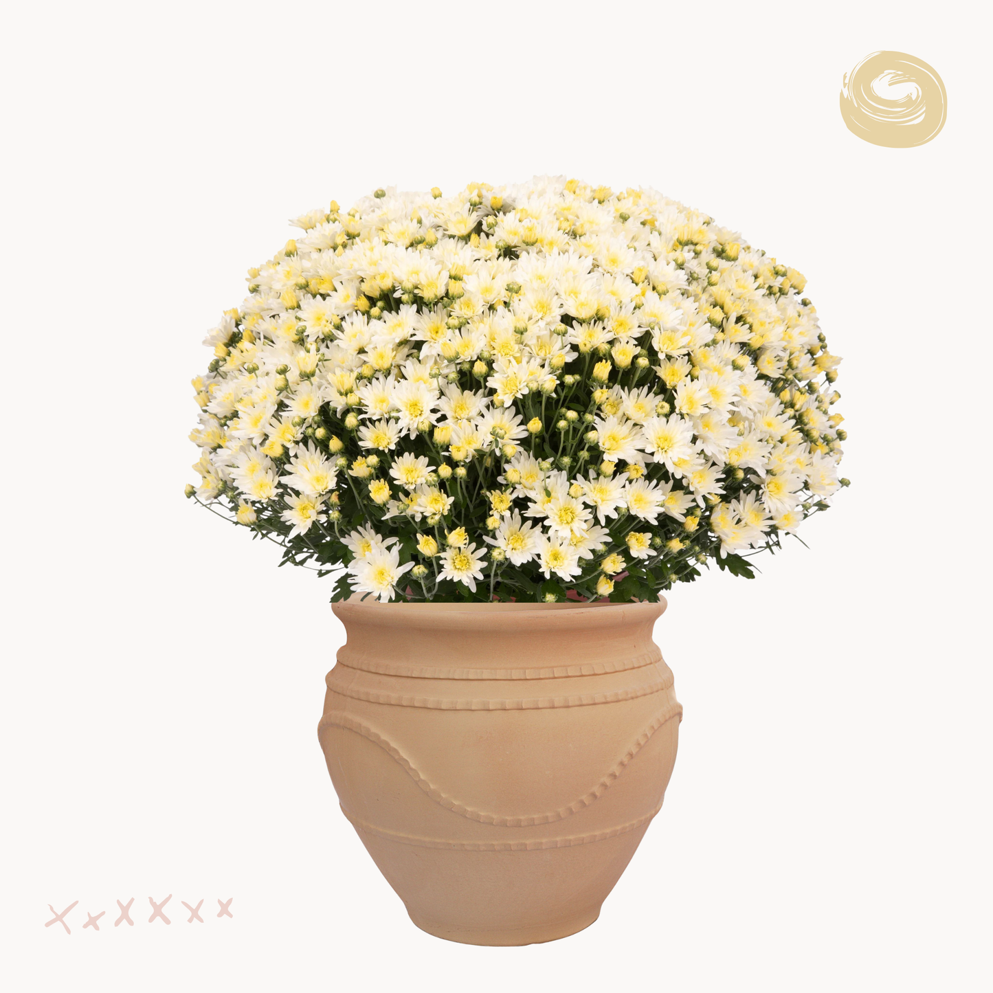 Χρυσάνθεμο