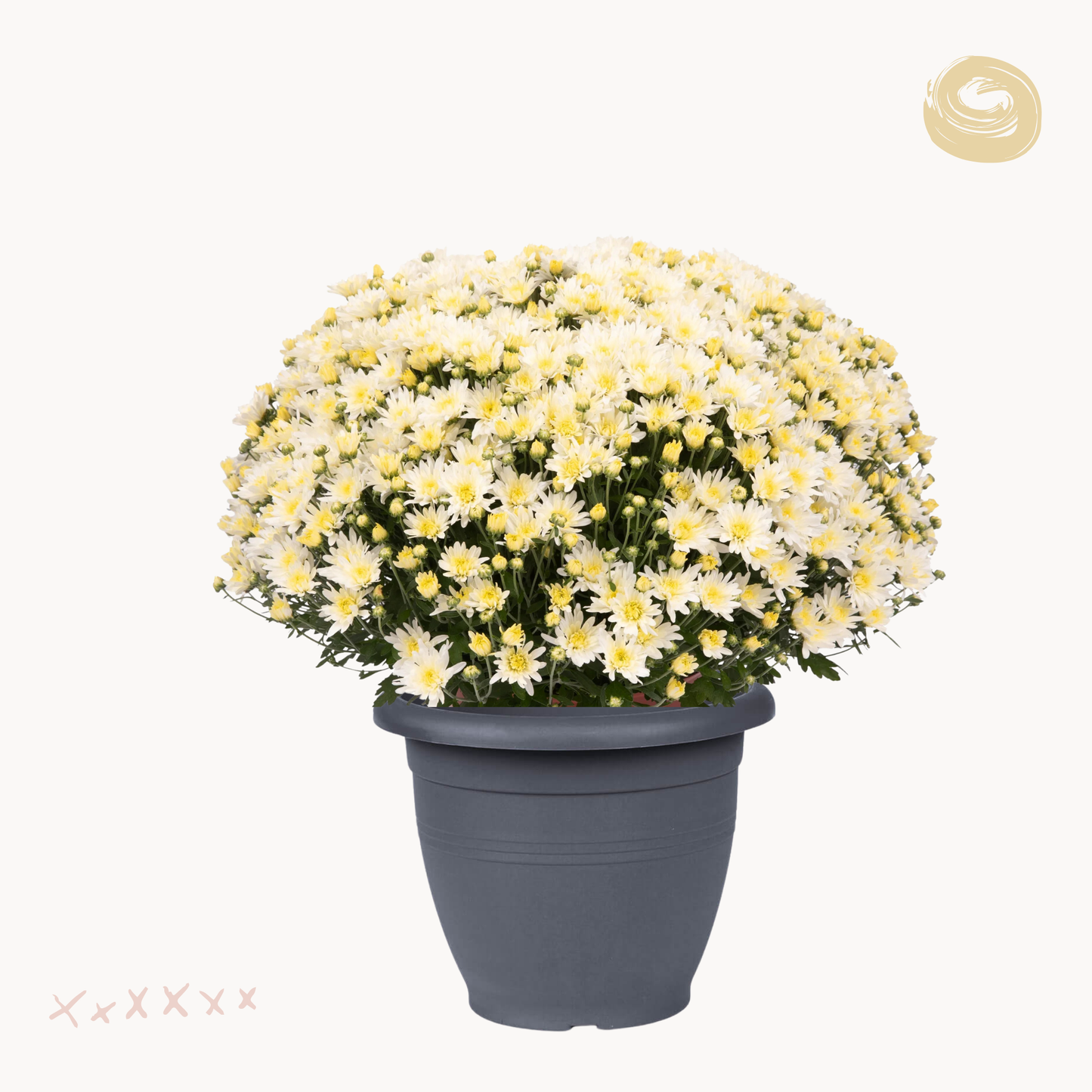 Χρυσάνθεμο