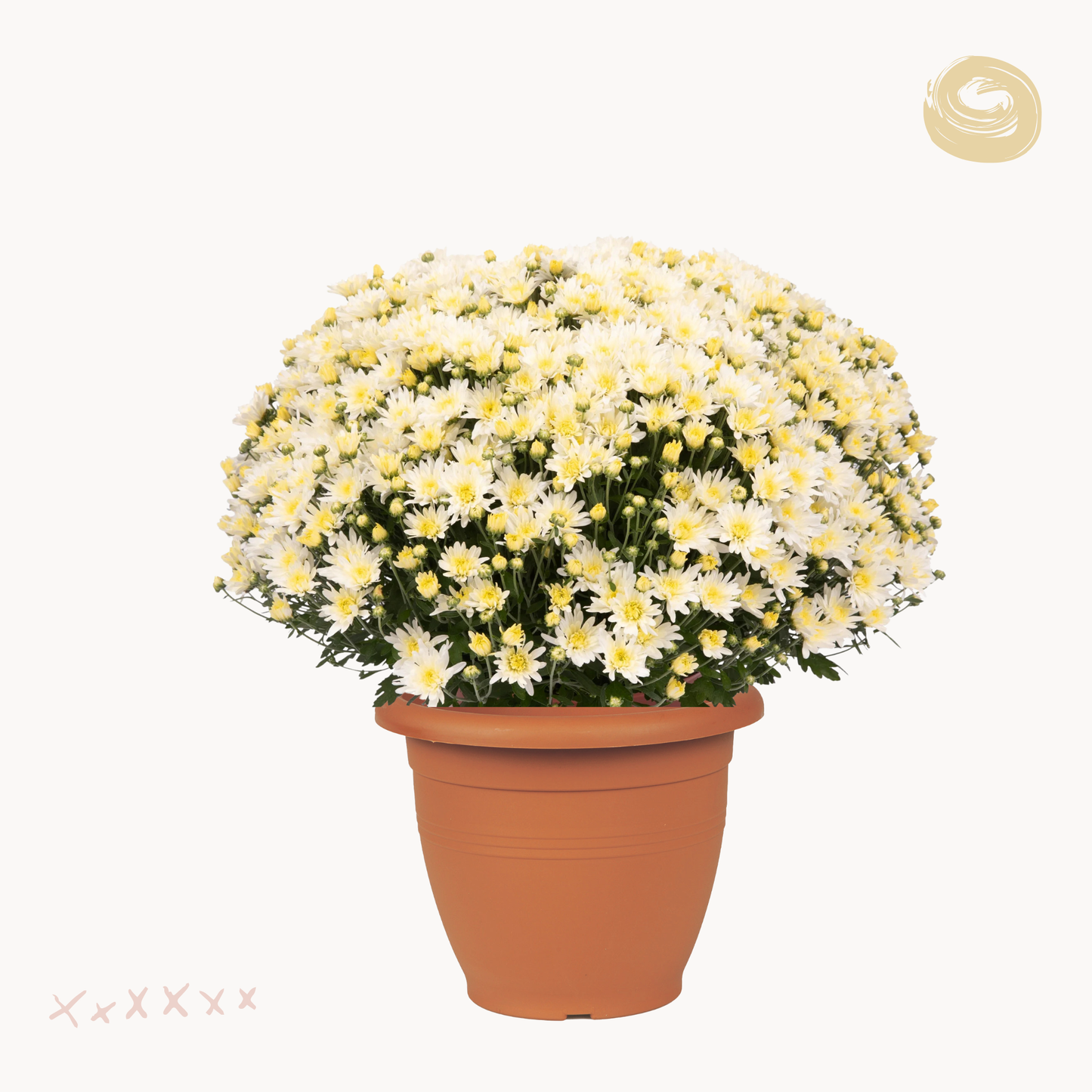 Χρυσάνθεμο