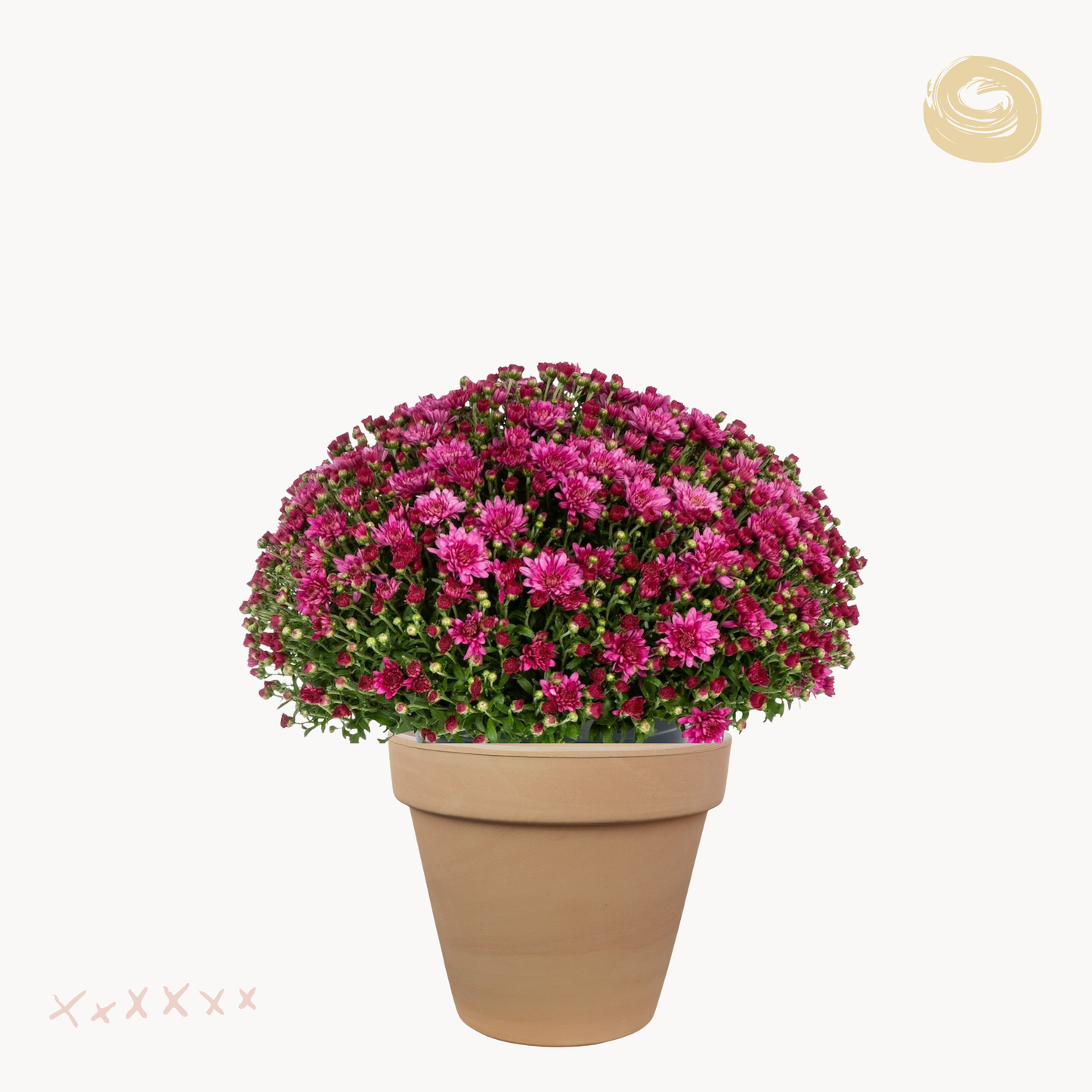 Χρυσάνθεμο