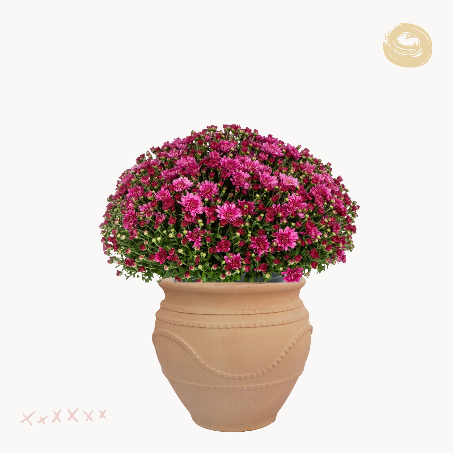 Χρυσάνθεμο