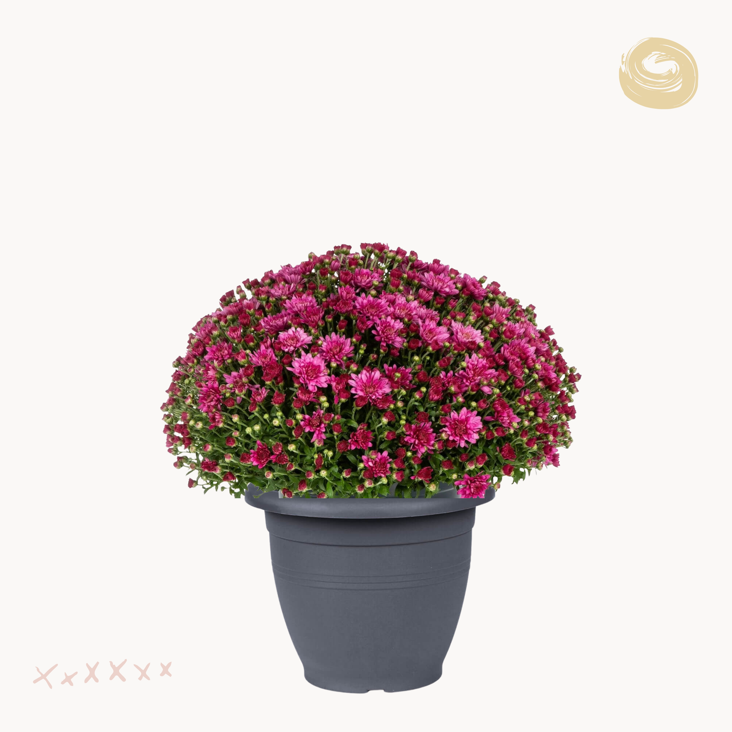 Χρυσάνθεμο