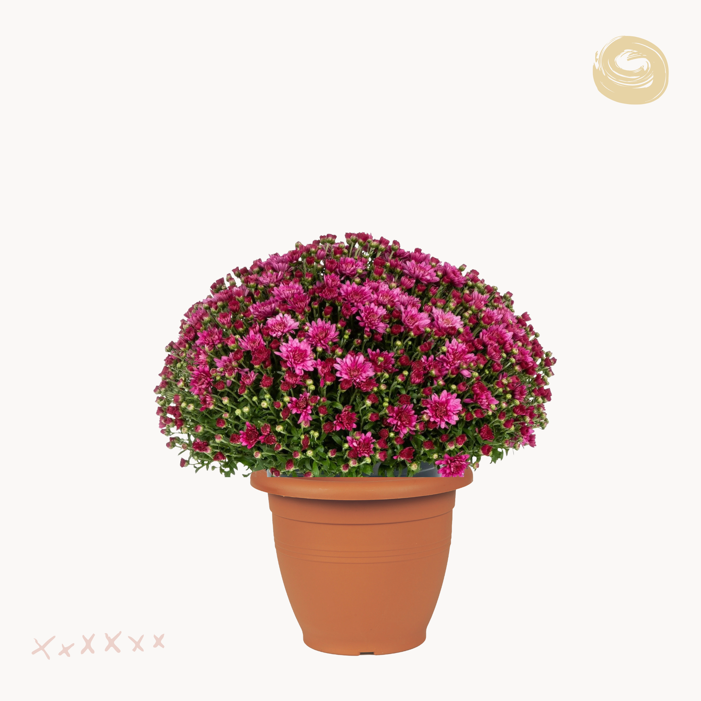 Χρυσάνθεμο