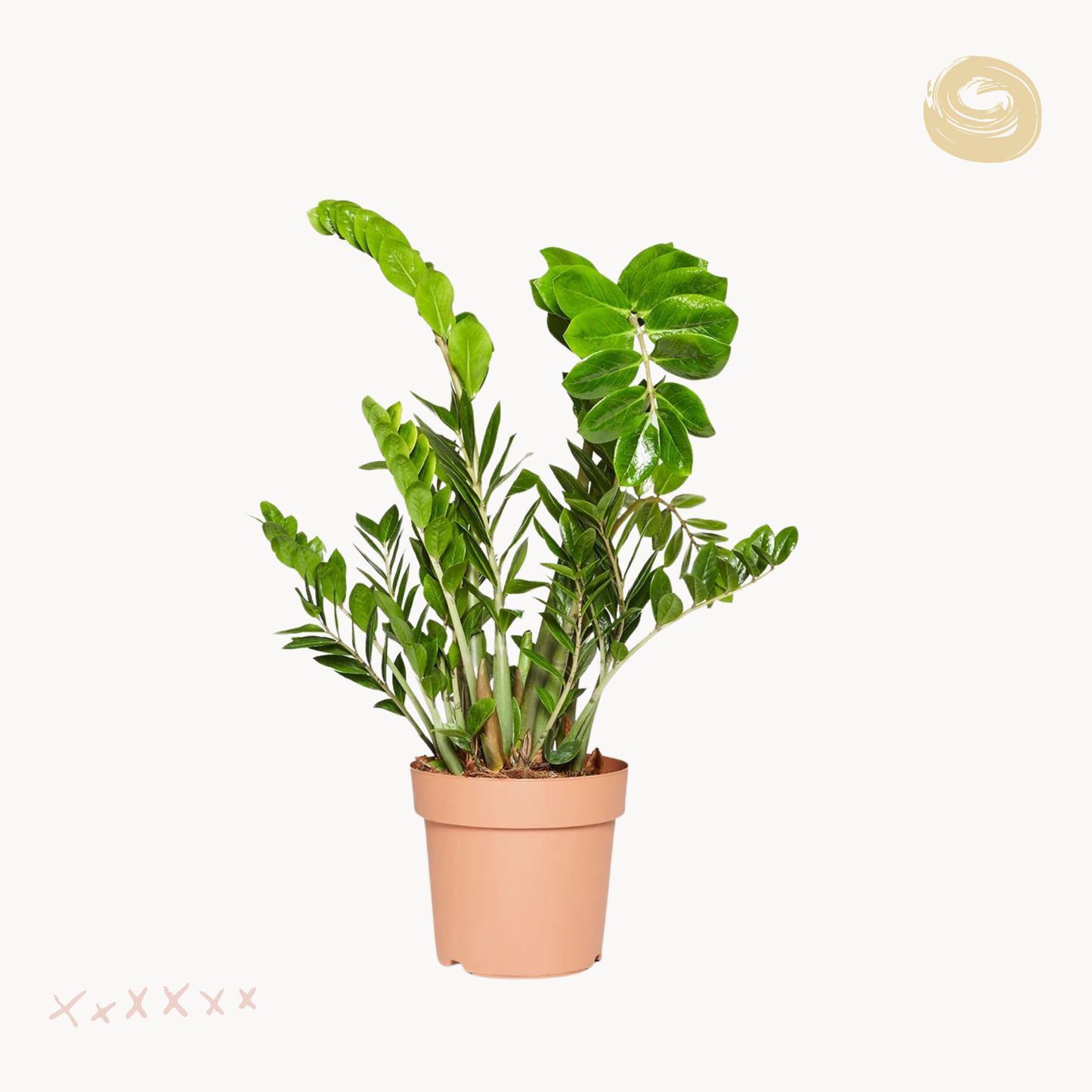 Ζαμιοκούλκας zamiifolia