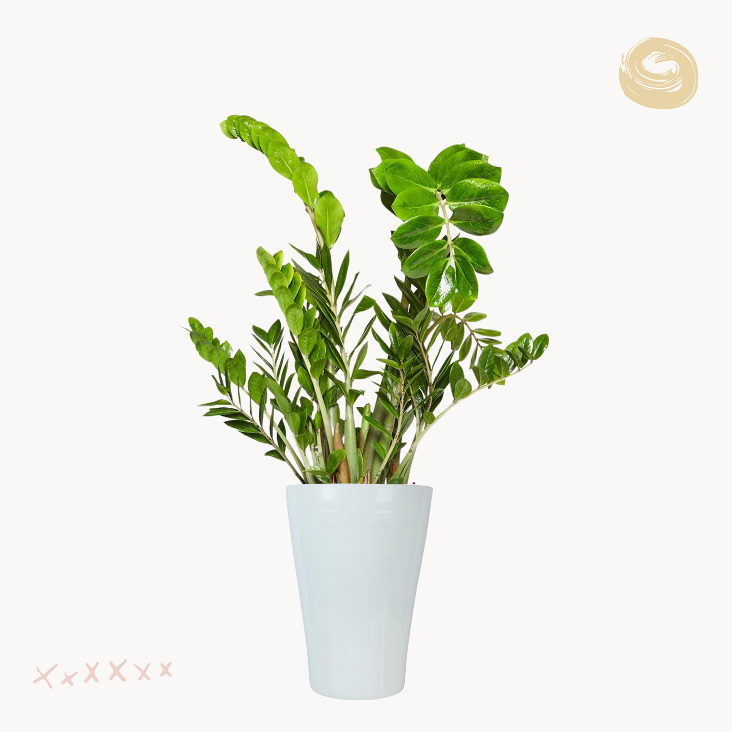 Ζαμιοκούλκας zamiifolia