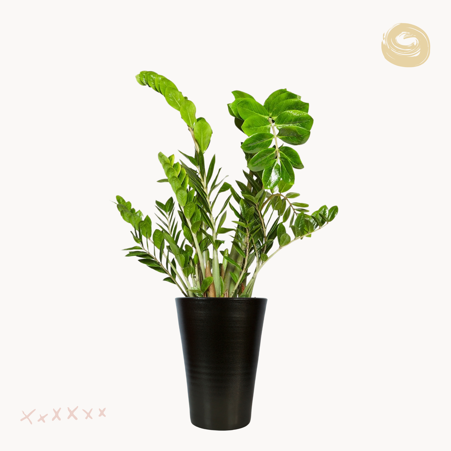 Ζαμιοκούλκας zamiifolia