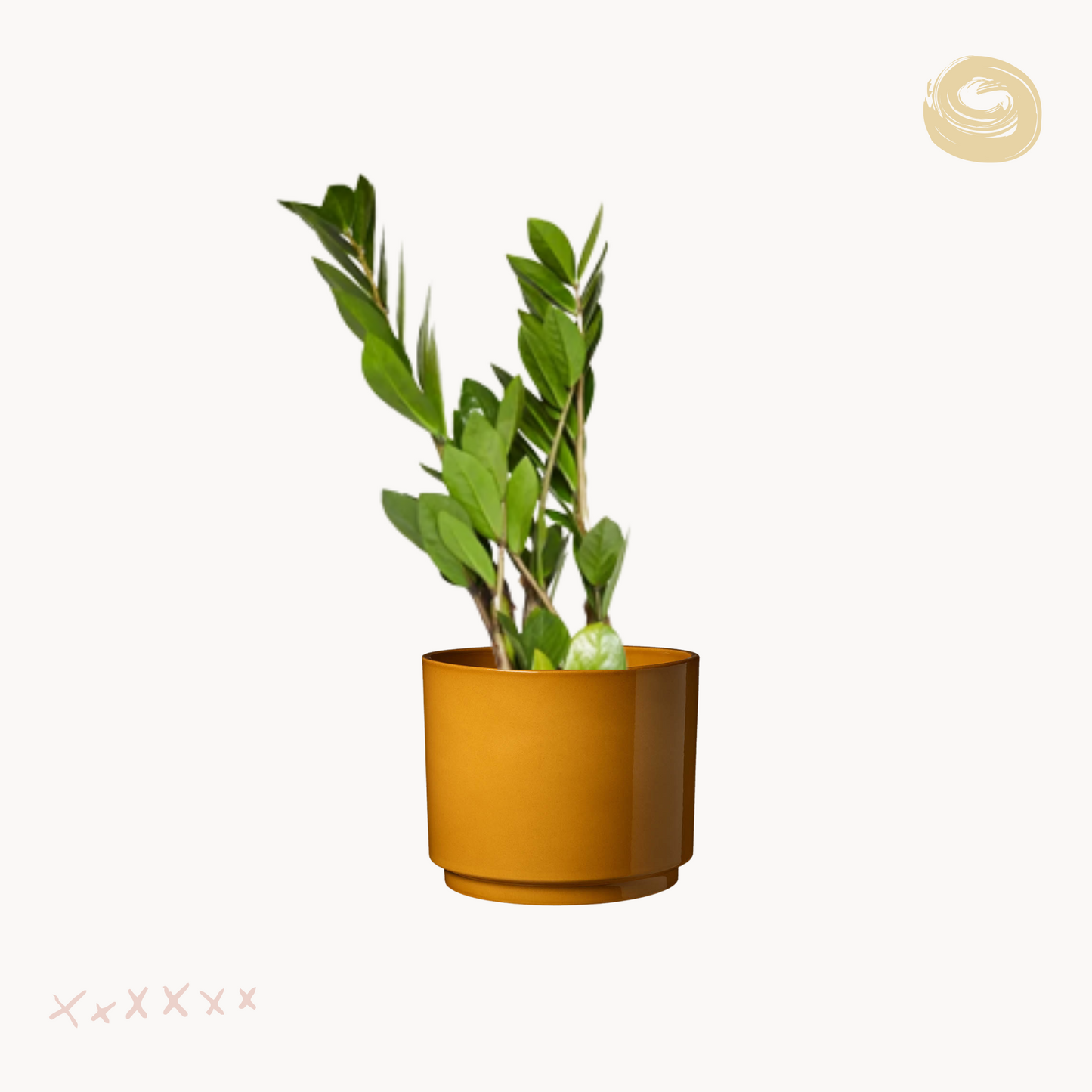 Ζαμιοκούλκας zamiifolia