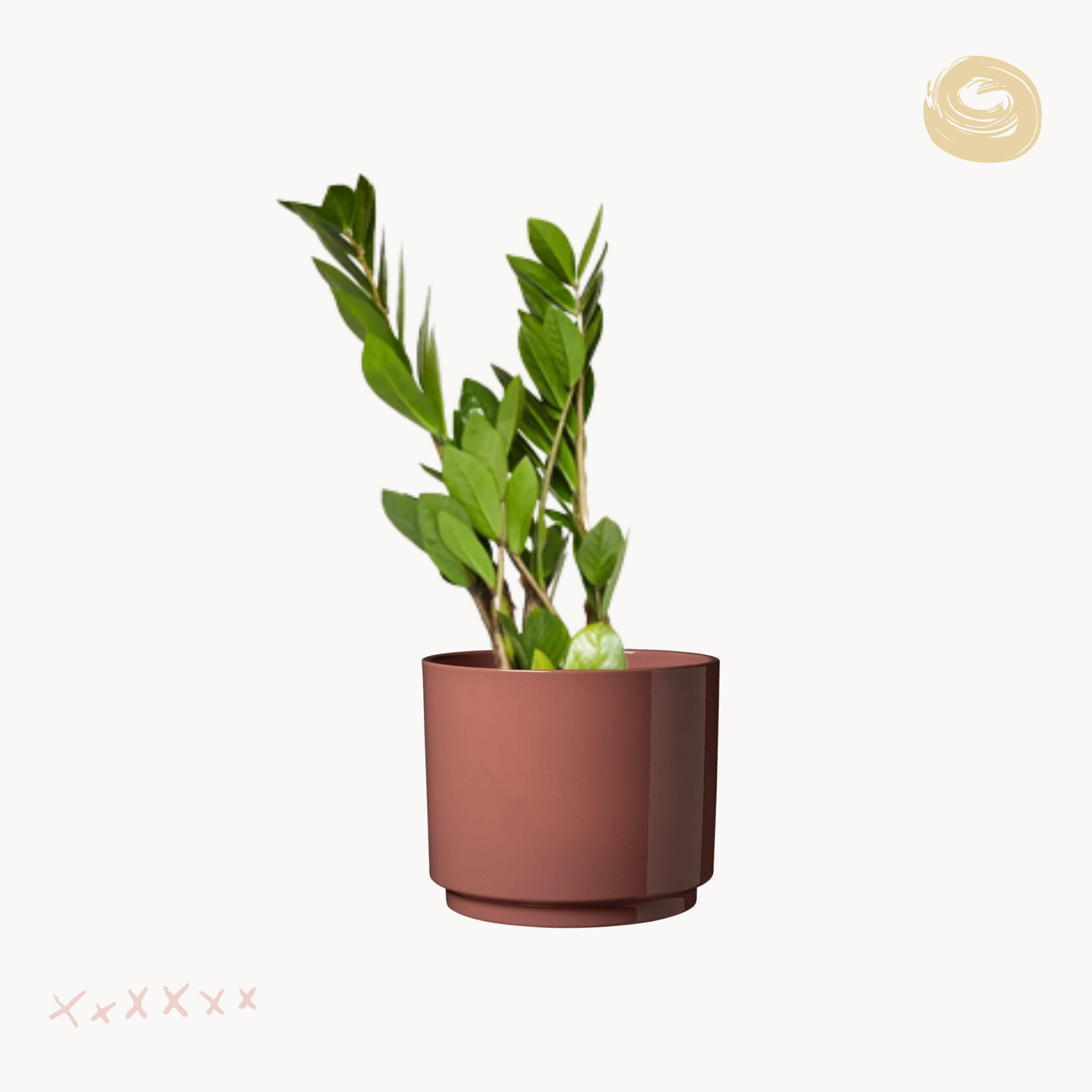 Ζαμιοκούλκας zamiifolia