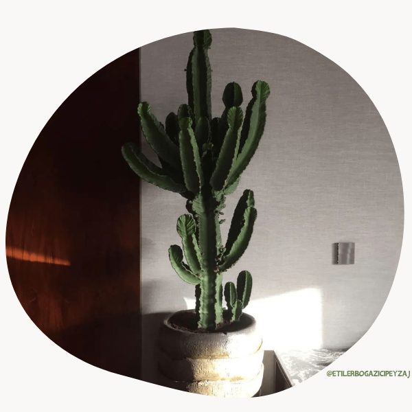 Euphorbia () Euphorbia