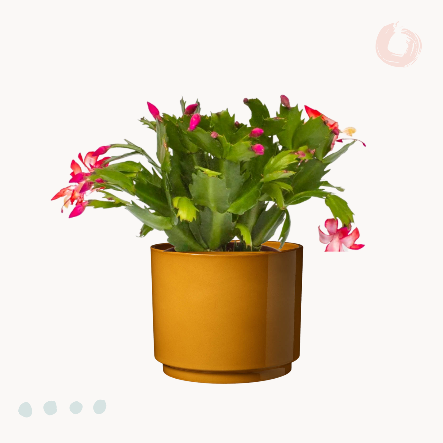 Κάκτος των Χριστουγέννων