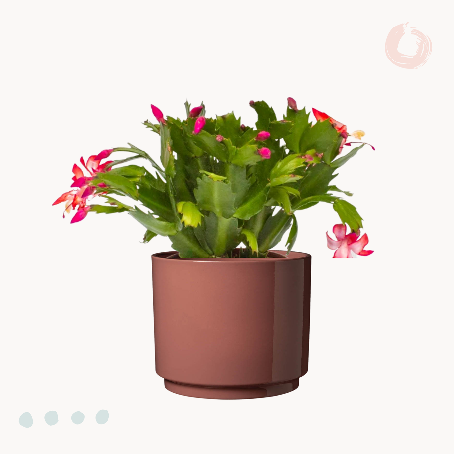 Κάκτος των Χριστουγέννων