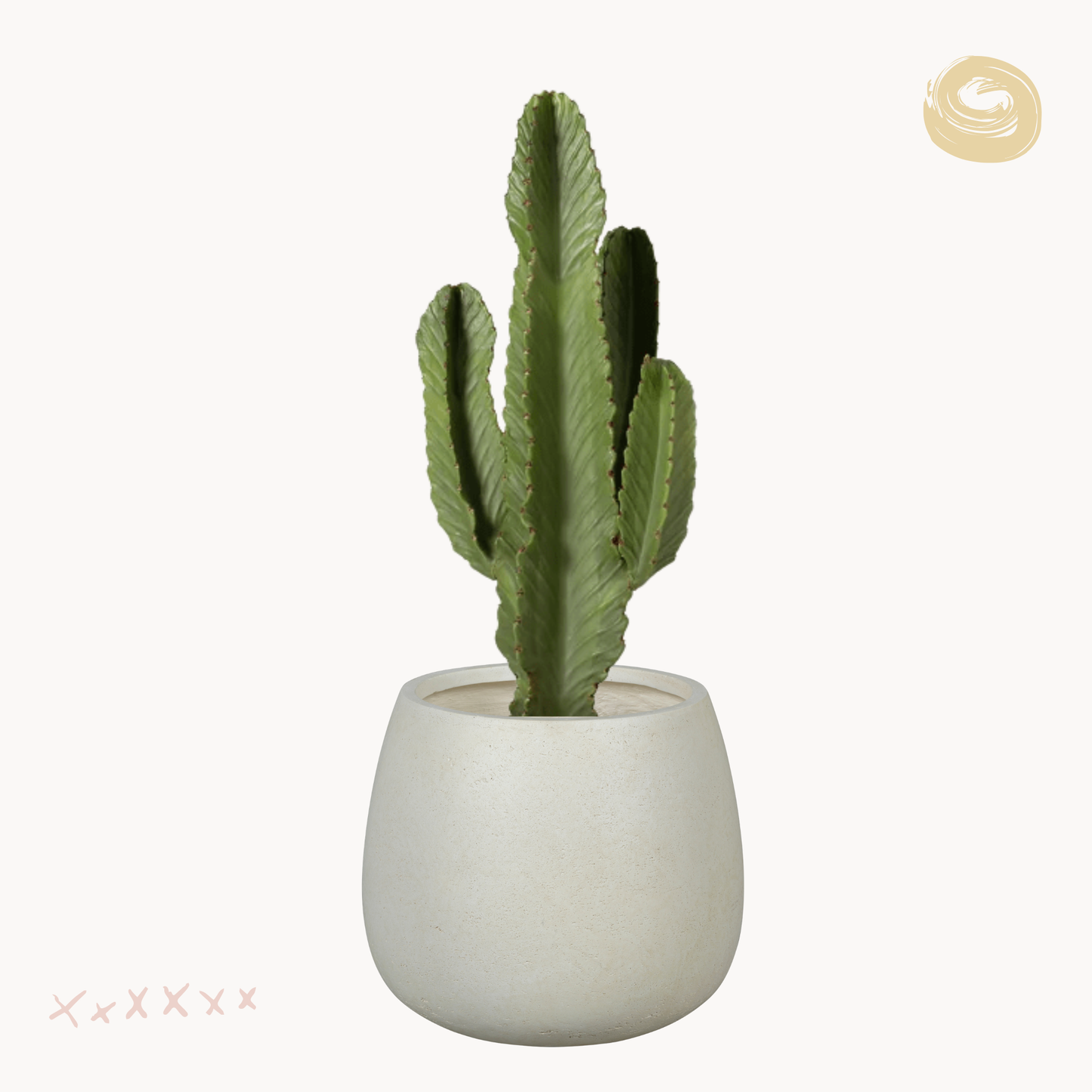 Κάκτος Euphorbia Ingens