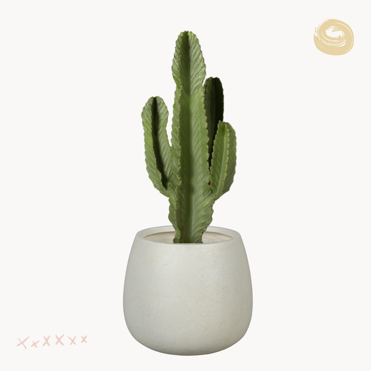 Κάκτος Euphorbia Ingens
