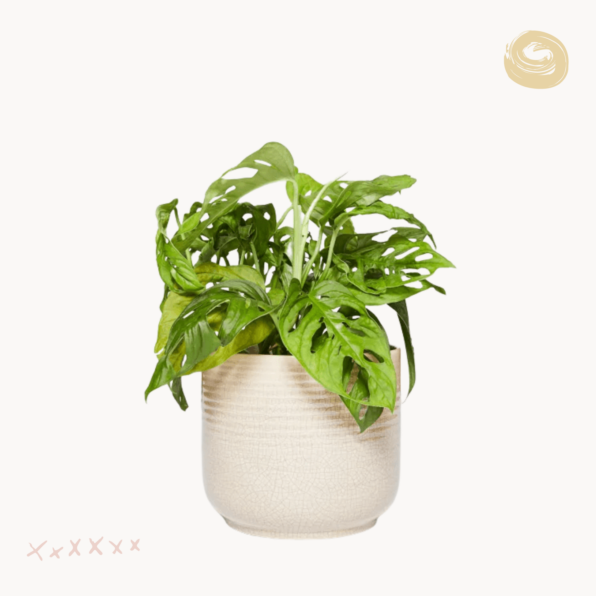 monstera monkey mask kaspo happyplants